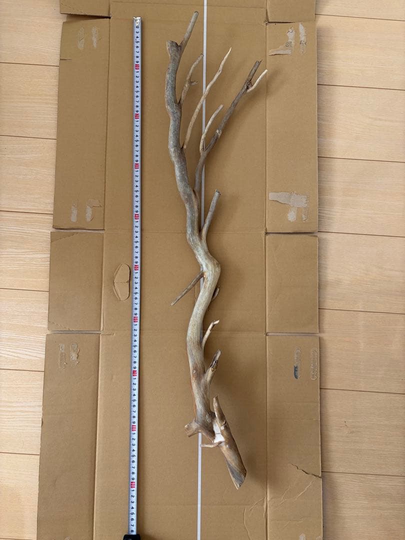 珊瑚　深海松 レインボーコーラル 原木