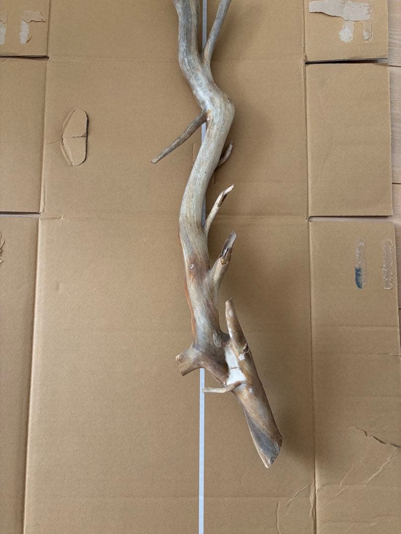 珊瑚　深海松 レインボーコーラル 原木