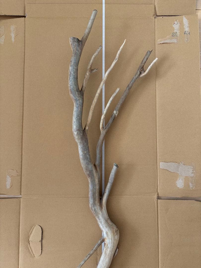 珊瑚　深海松 レインボーコーラル 原木