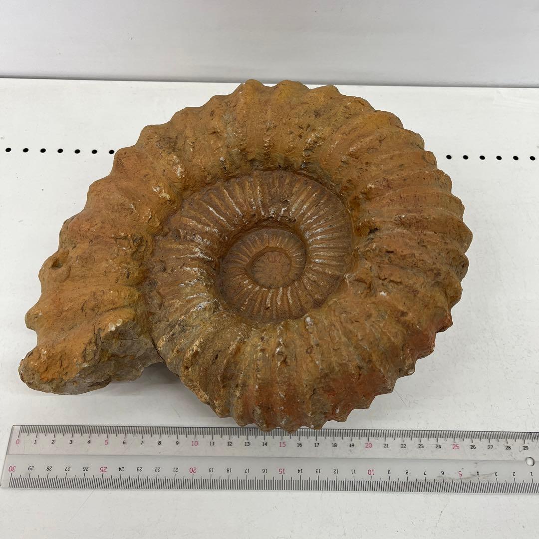 アンモナイト化石