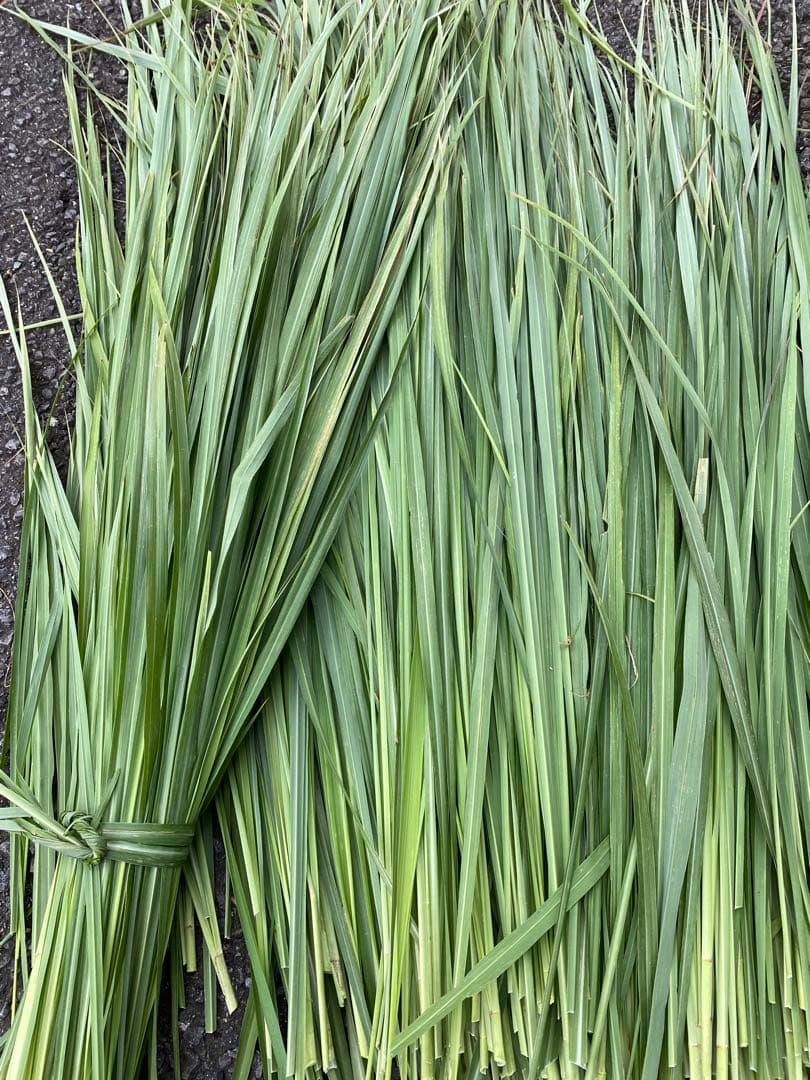 レモングラス　8kg 生葉