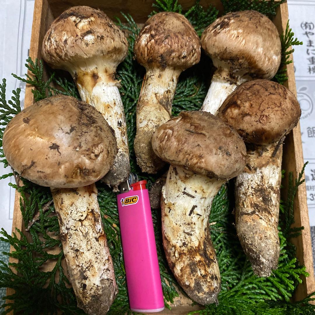 ②南信州豊丘産 松茸254ｇ上つぼみ