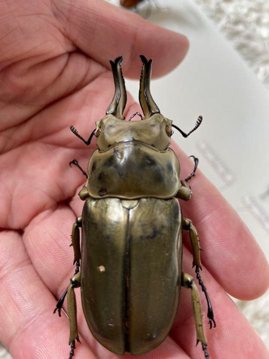 オウゴンオニクワガタ　約75㎜（針穴無し）