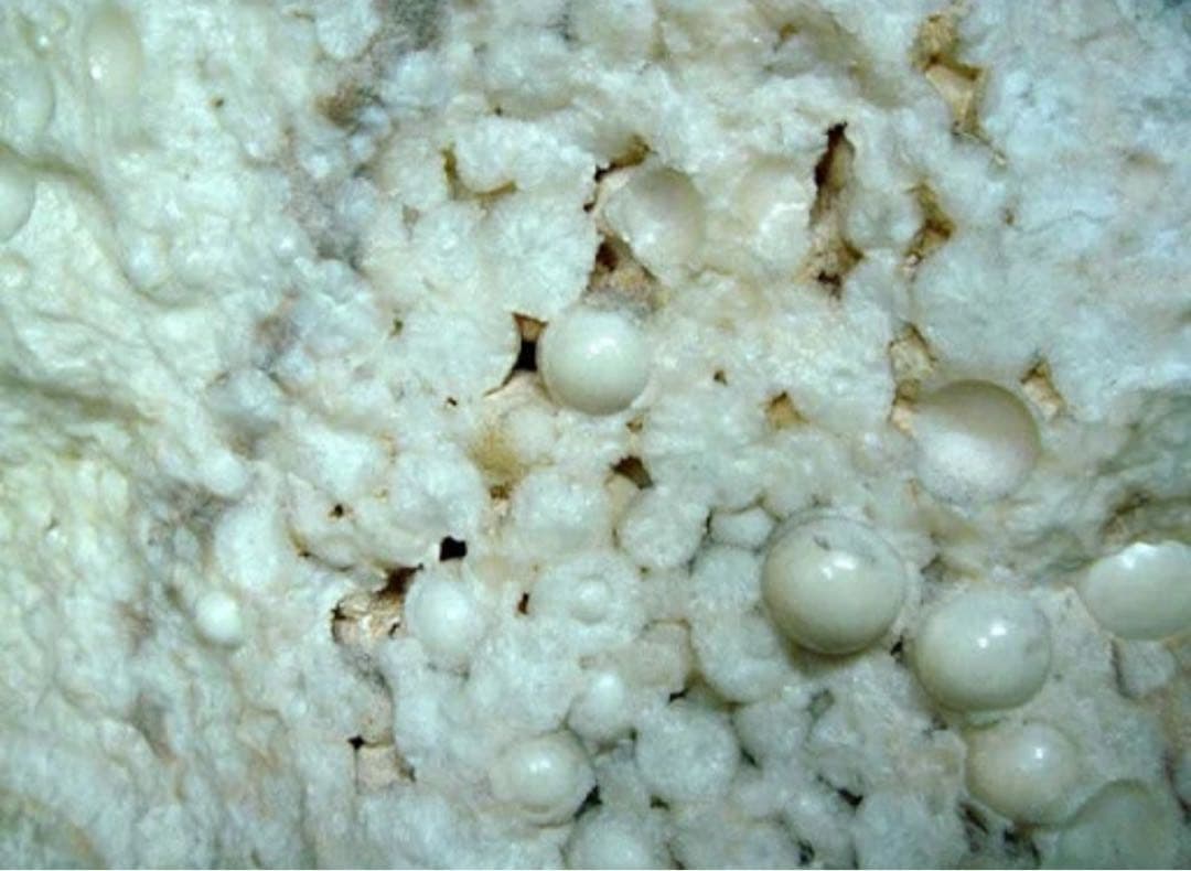 【専用】2点神聖物 レクライのナガアイ プラクルアとブレスレット 9.3mm