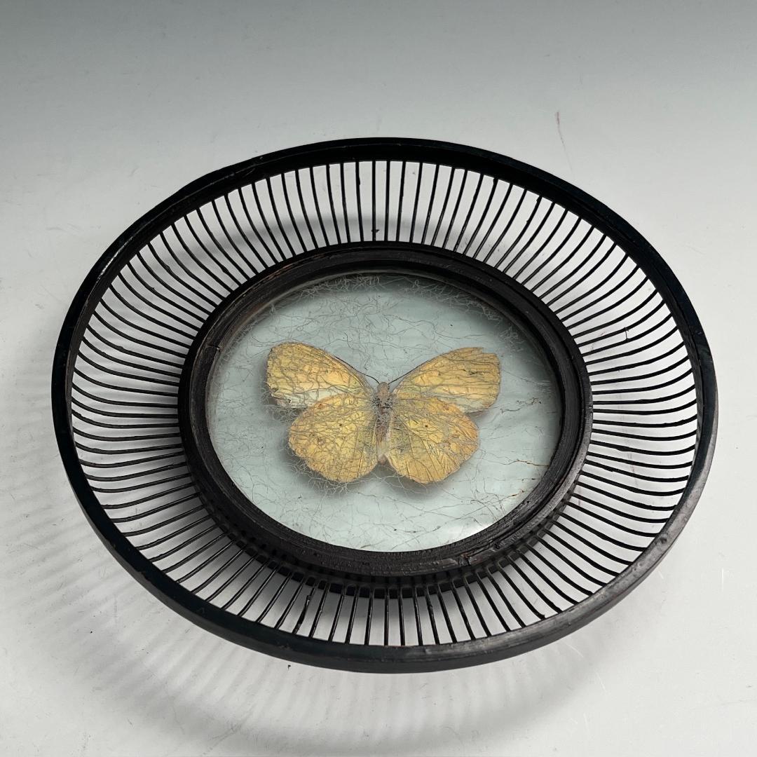 希少 蝶 駿河竹千筋細工 菓子器 明治時代 0.6㍉極小ひご竹細工家蒐集S62