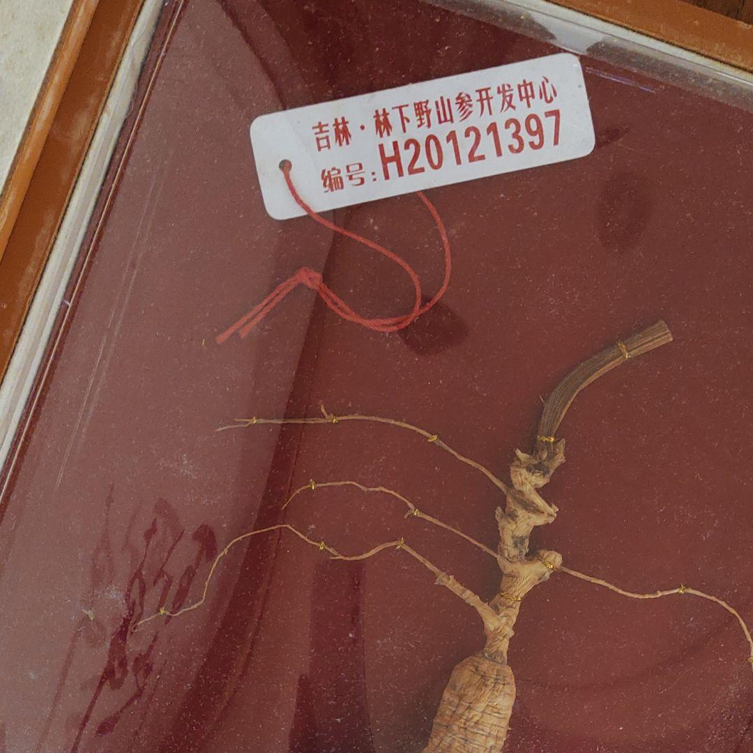 最終値下げ　希少漢方薬材貴重品　中国吉林省天然野山参高級唐木共箱付き　鑑定書付き