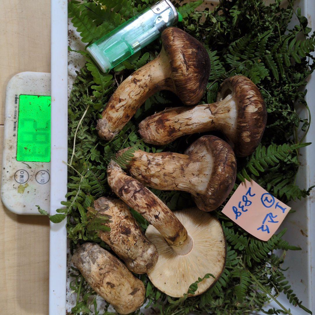 いよいよ最終間近　和歌山松茸　新鮮朝市　込み込み　283㌘