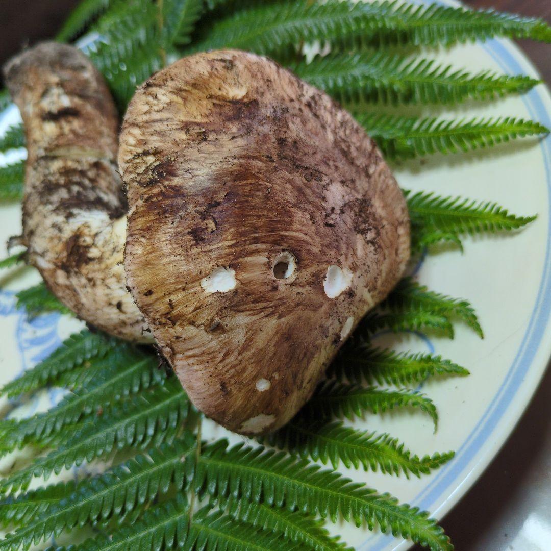 訳あり（国産）香川県塩江町産　天然松茸11/15②　166グラム