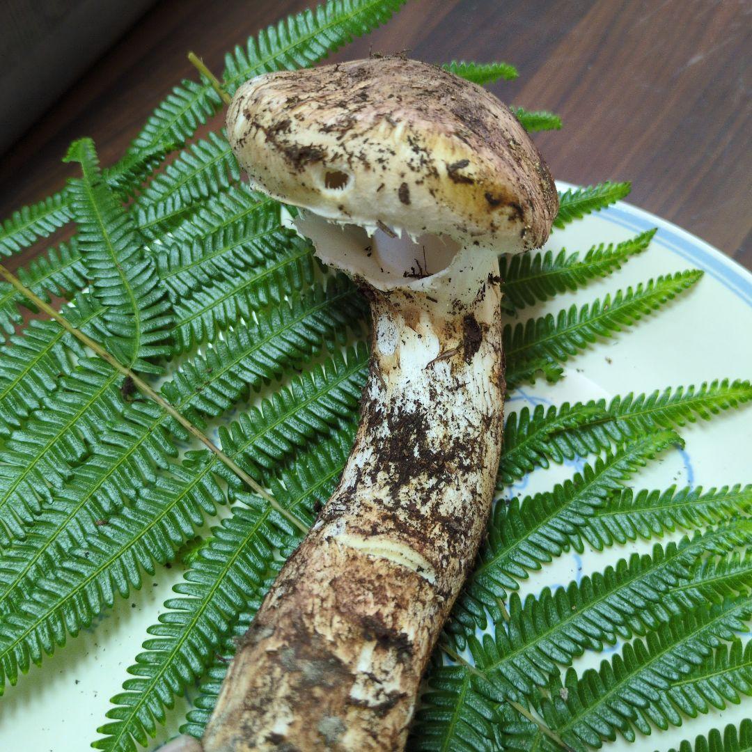 訳あり（国産）香川県塩江町産　天然松茸11/15②　166グラム