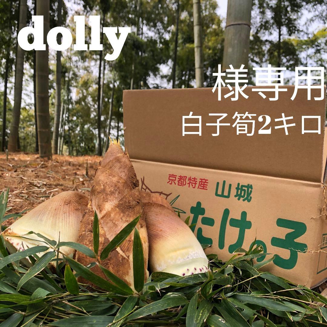 doly　白子筍2キロクール