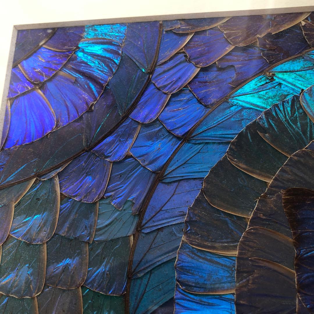 希少　モルフォ蝶 飾り額 標本　コレクション　アクセサリー素材