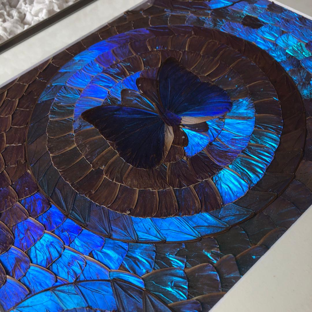 希少　モルフォ蝶 飾り額 標本　コレクション　アクセサリー素材