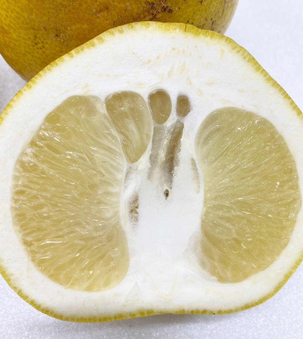 中玉限定☆ご家庭用　高知特産土佐文旦　2L〜Lサイズ19〜25玉入り10㎏2箱