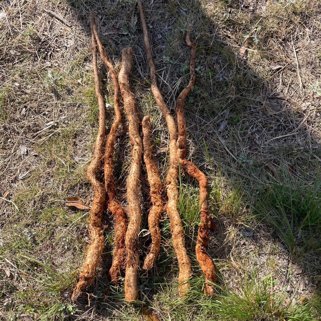 天然自然薯ーー2キローー2点まとめて
