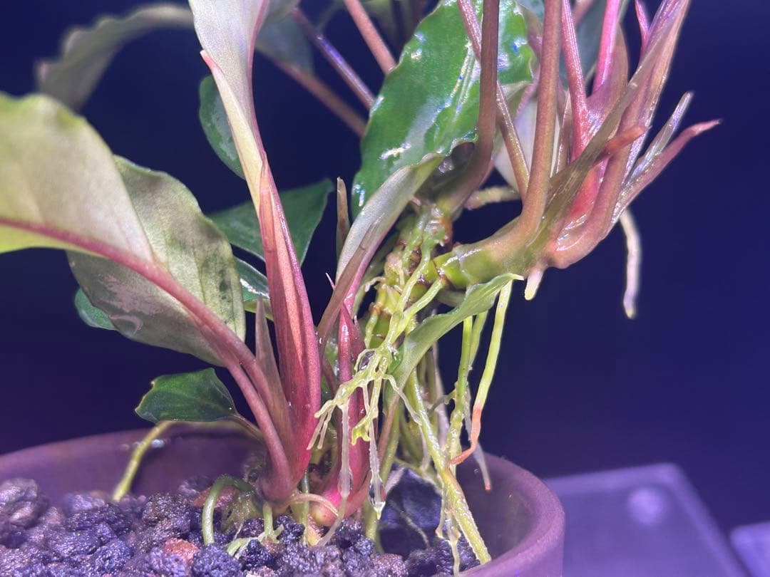 たお品Bucephalandra sp.Pearl gray【TB】
