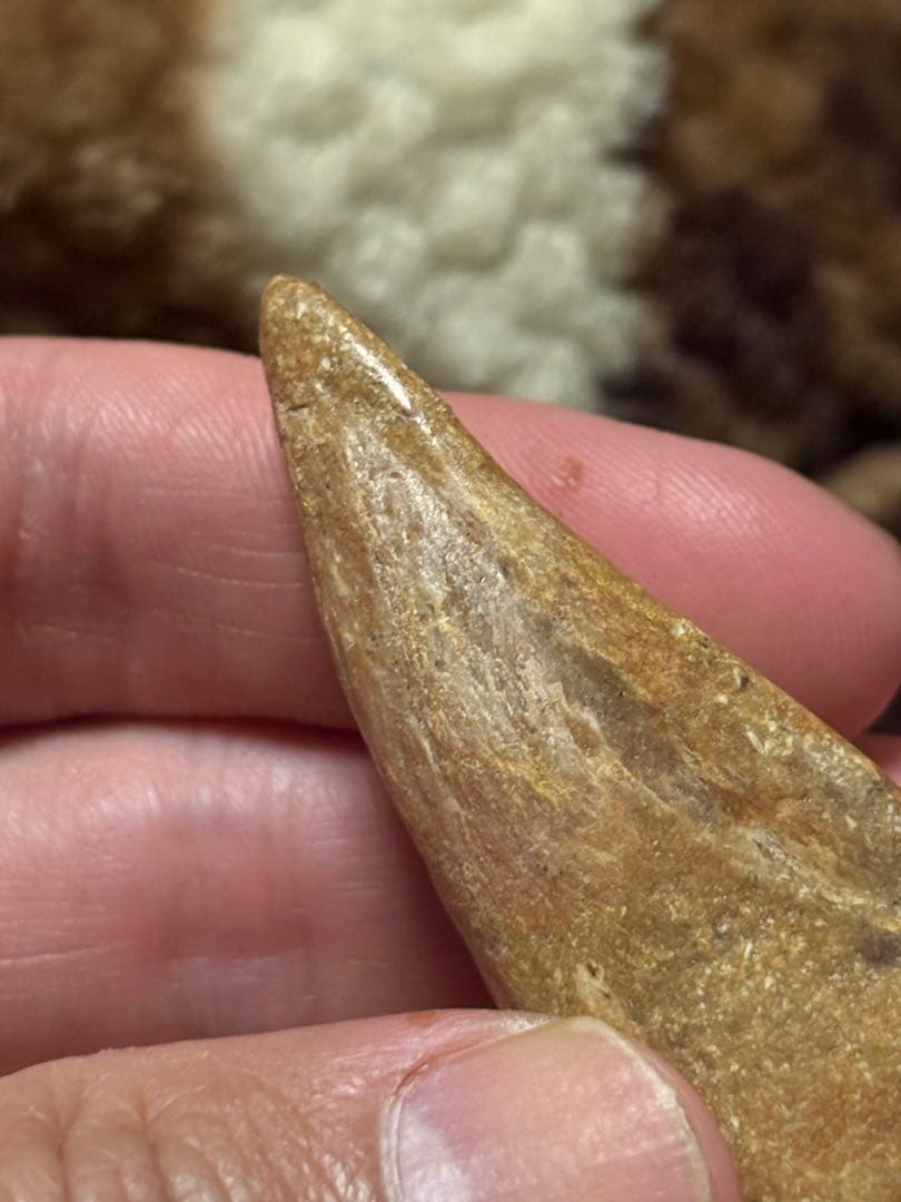 スピノサウルス　フットフロウ　化石