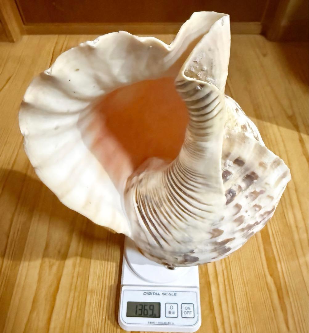 ☀︎Gracias☀︎です 大型修験道法螺貝39.5㎝　山伏　密教　魔除け