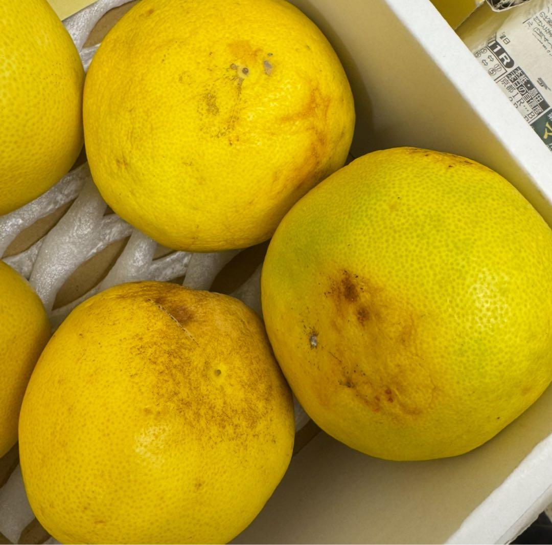 文旦　水晶文旦　みかん　好きに　　59