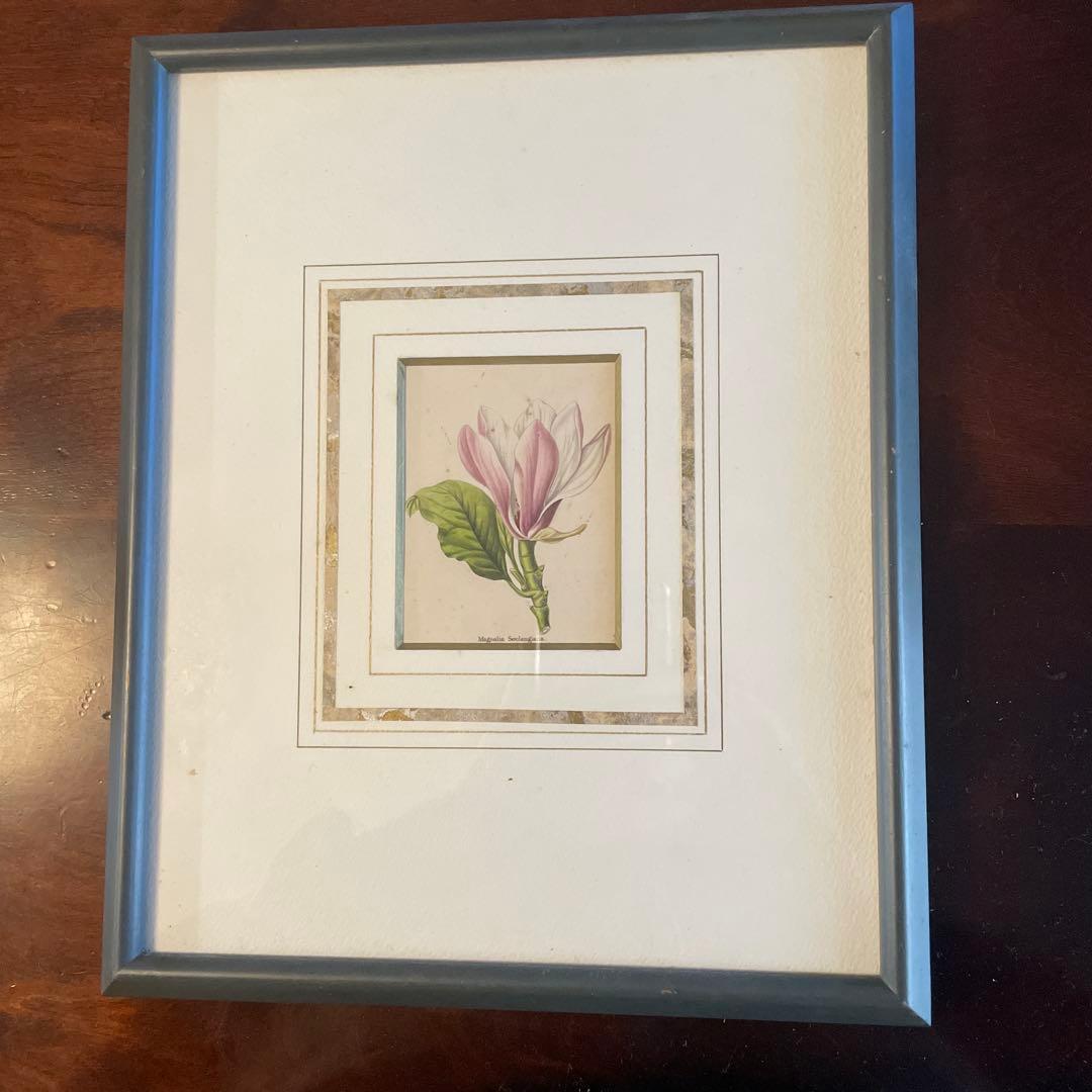 ピエールジョセフルデゥーテ　マグノリア・ソウランゲア