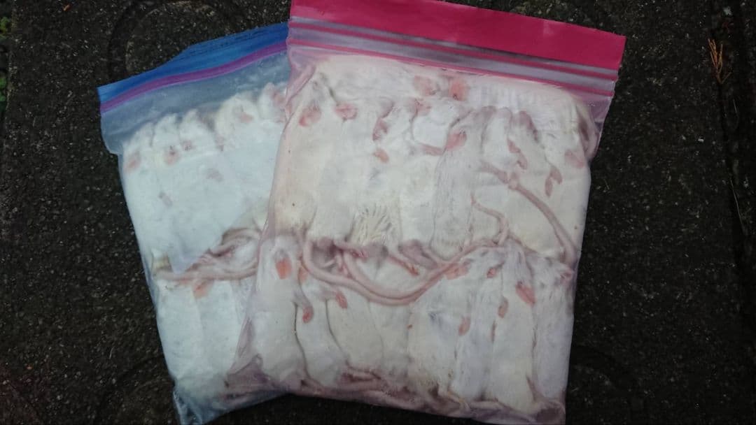 在庫処分！自家繁殖冷凍マウス　M～Lサイズ　22g～90匹セットおまけ付