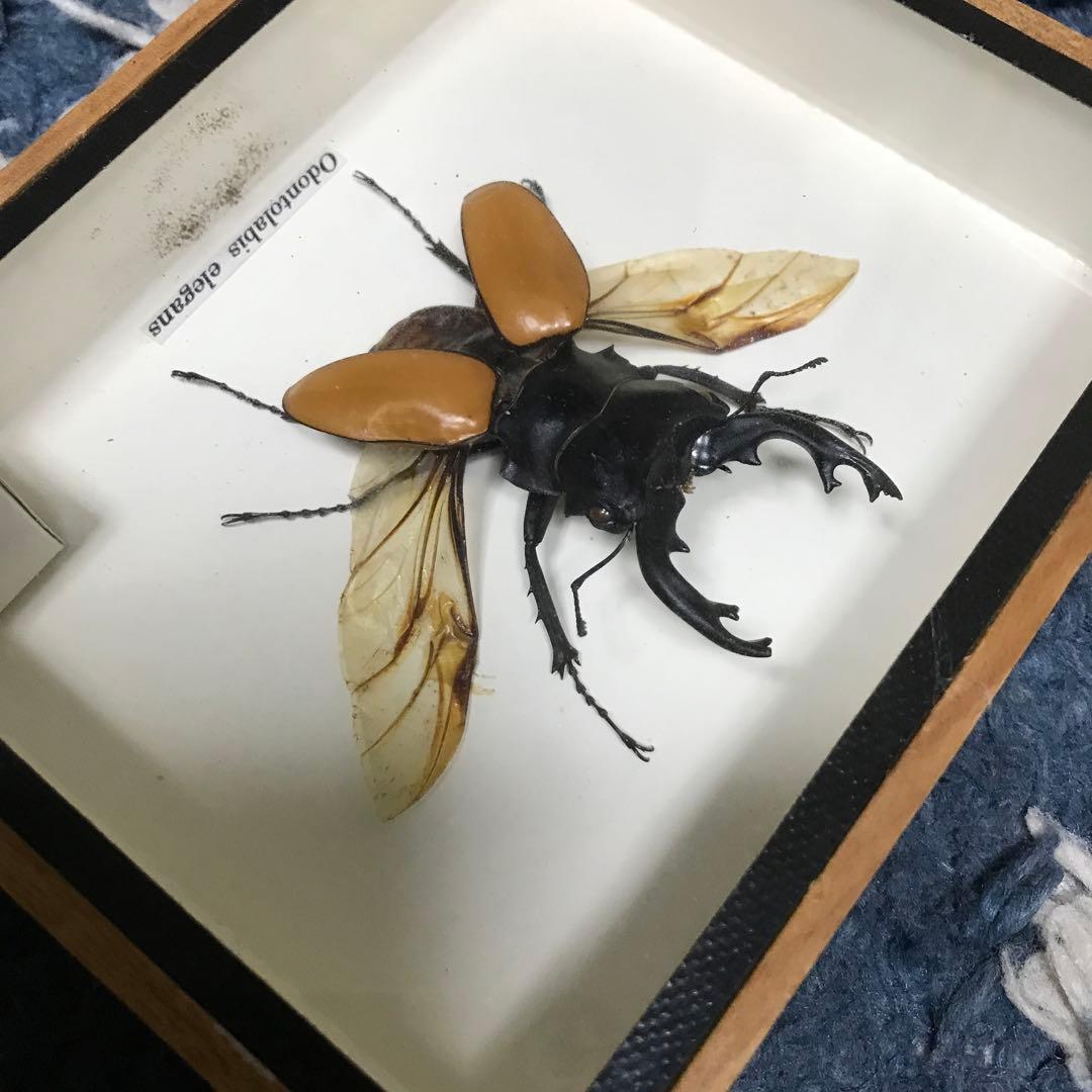 カブトムシ　クワガタ　飛翔標本　タイで購入