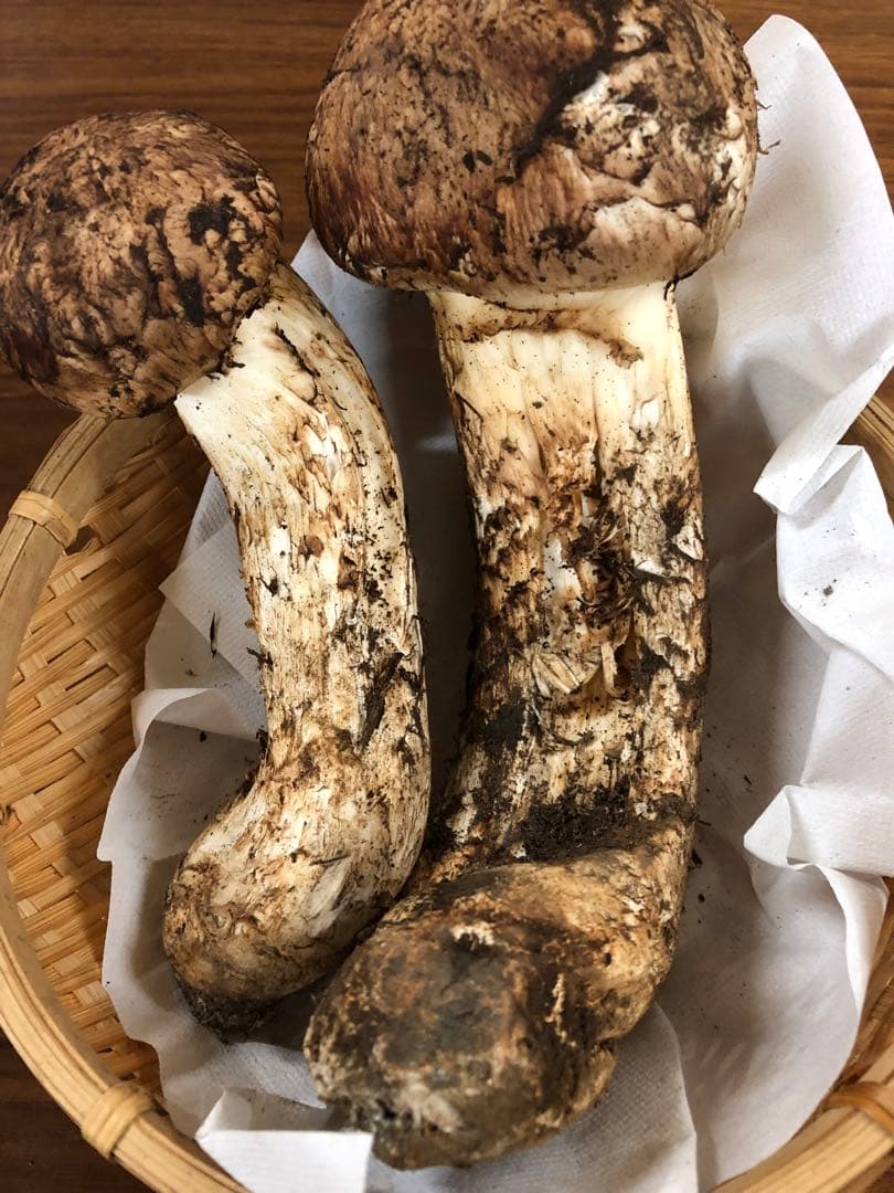 岩手県産　極上天然松茸（735.5g）①