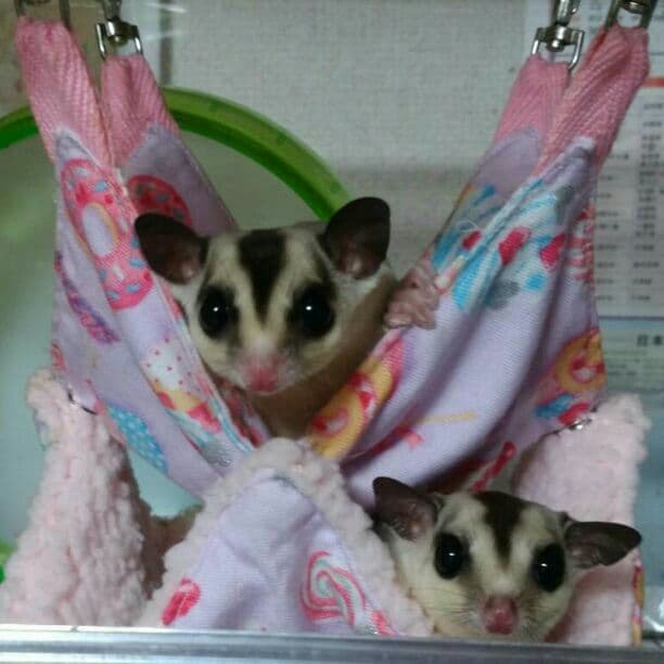 モモンガハウス(スイーツ柄Ver.2） ボアピンク 2000円