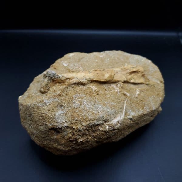 希少 アルシオーネ 骨 化石 本物 モロッコ産 184.67mm yk6