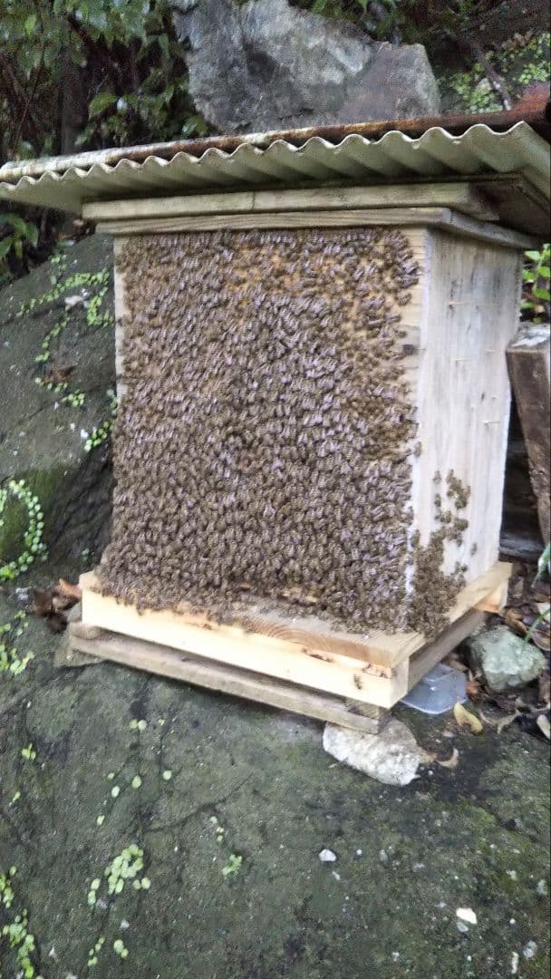 南国土佐の百花蜜　ニホンミツバチ蜂蜜1200g　無添加　無加工　たれ蜜