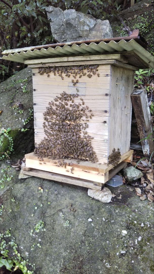 南国土佐の百花蜜　ニホンミツバチ蜂蜜1200g　無添加　無加工　たれ蜜