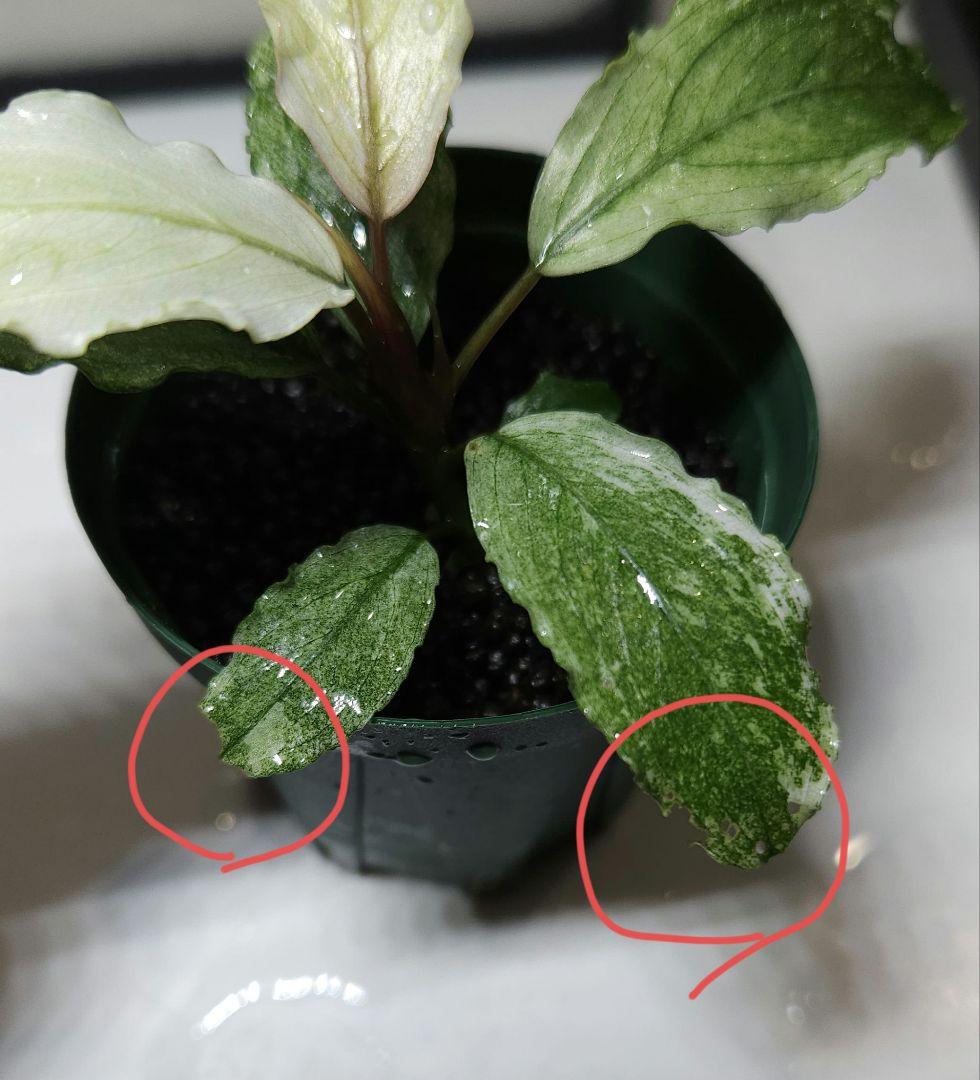 水草 Bucephalandra sp. White Marble Big leaf