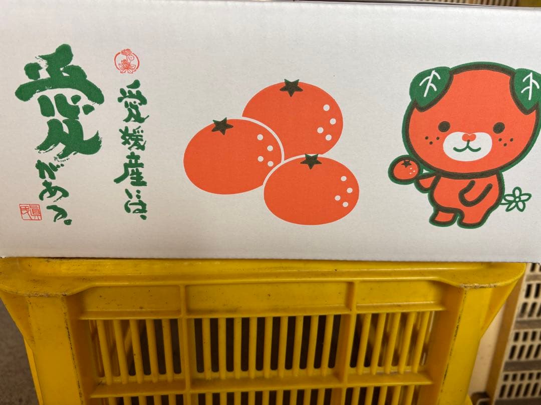 ■【味に自信あり】10k箱■愛媛の不知火■家庭用■除草剤使用無 万田酵素散布■