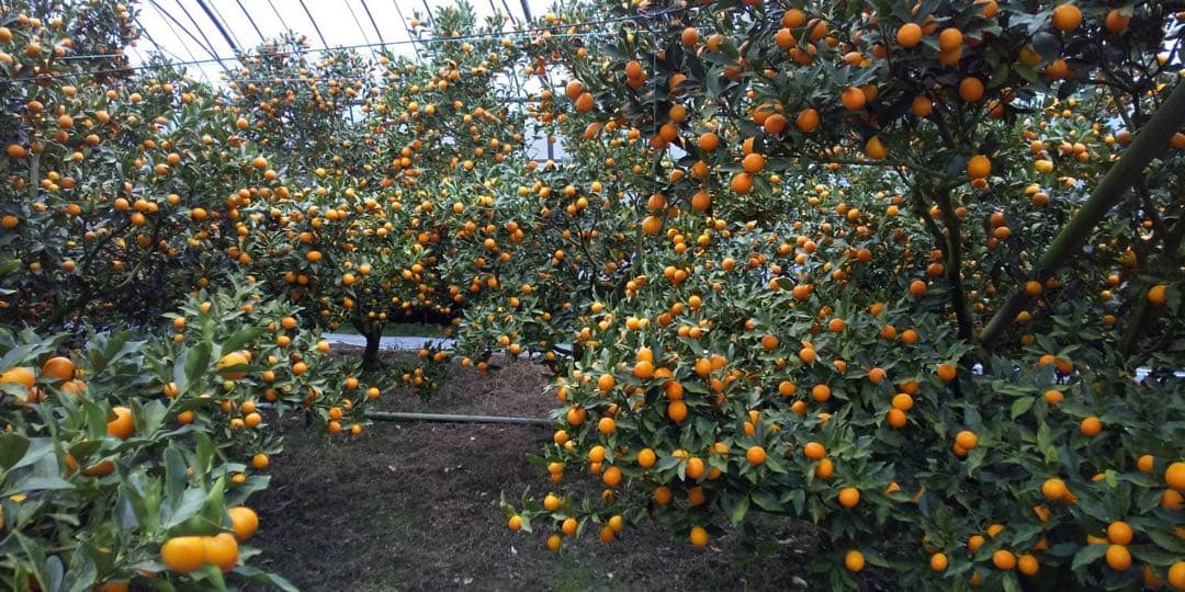 宮崎県産　ロジ金柑　箱込10キロ　2Lサイズ