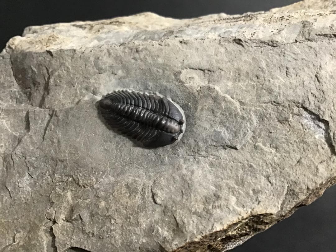 シュードキベレ [TB45] 三葉虫 超希少種 レア