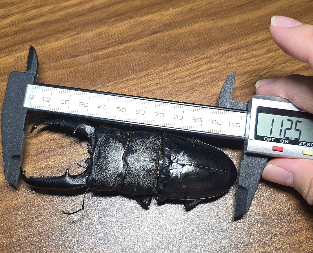 【極レア】 パラワンオオヒラタクワガタ 112up