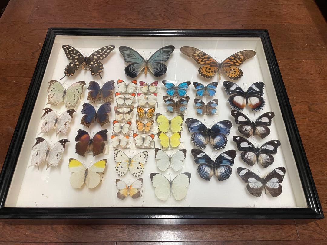 【蝶標本】ドルリーオオアゲハ他