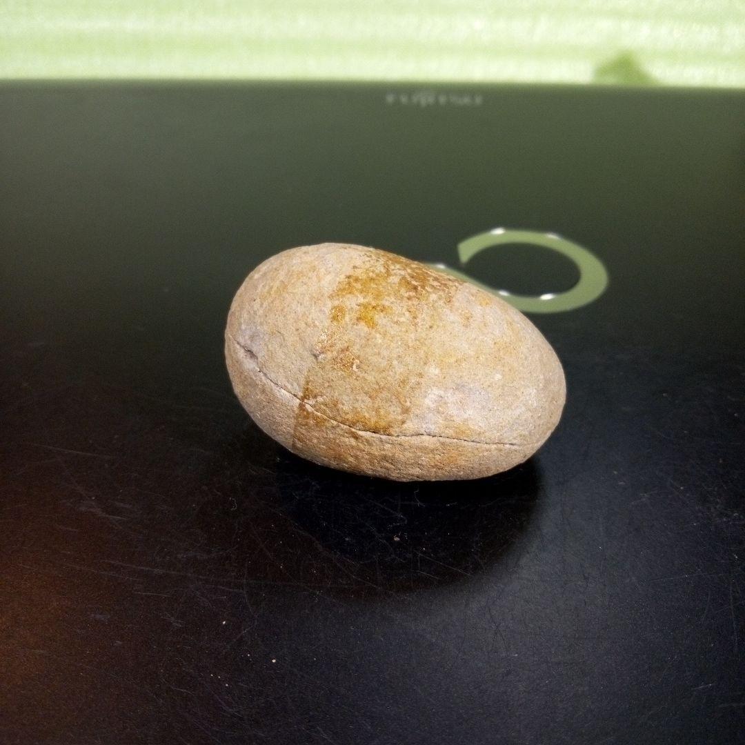 三葉虫　化石　fossil　ボリビア産　trilobite　ノジュール管理⑤