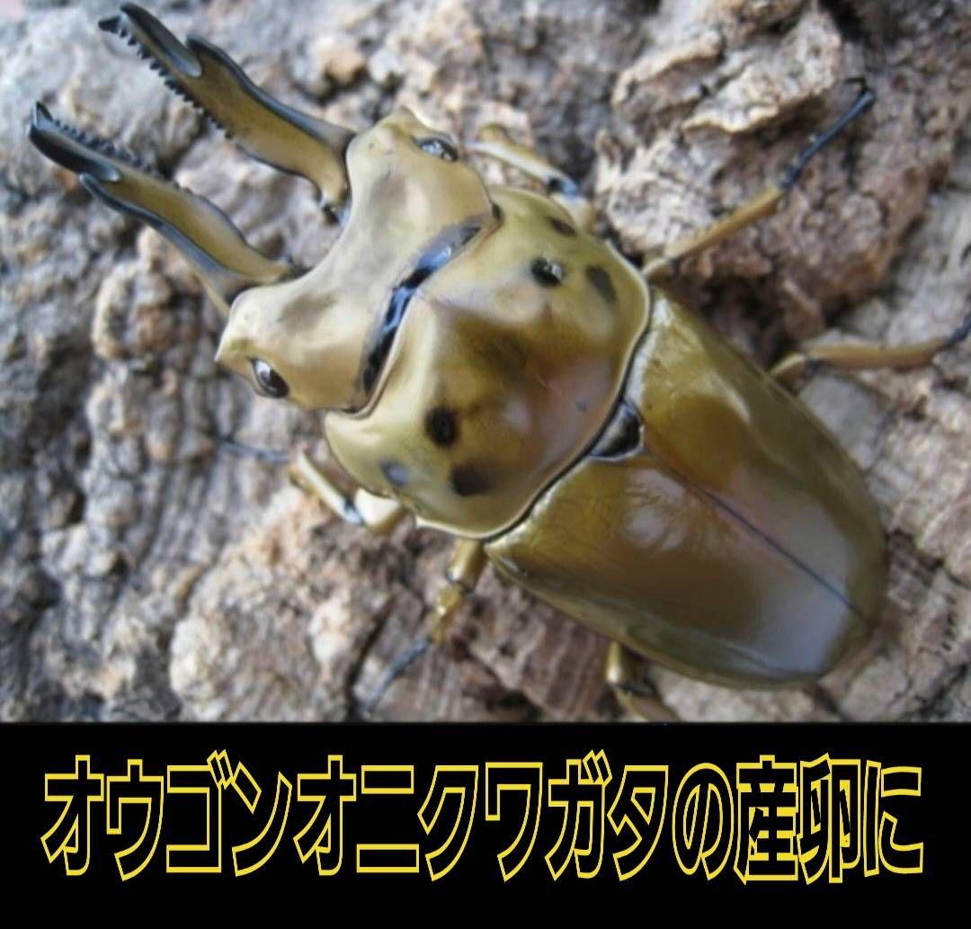 最強のクワガタの産卵木！　カワラ植菌材【4本】特大Lサイズ　カビない！　加水不要