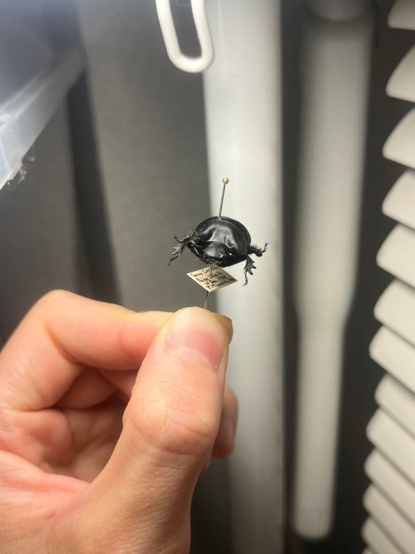 【21mm】Taurocerastes patagonicusセンチコガネフンコ