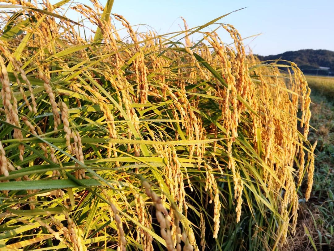 ヒノヒカリ　10kg　兵庫県産