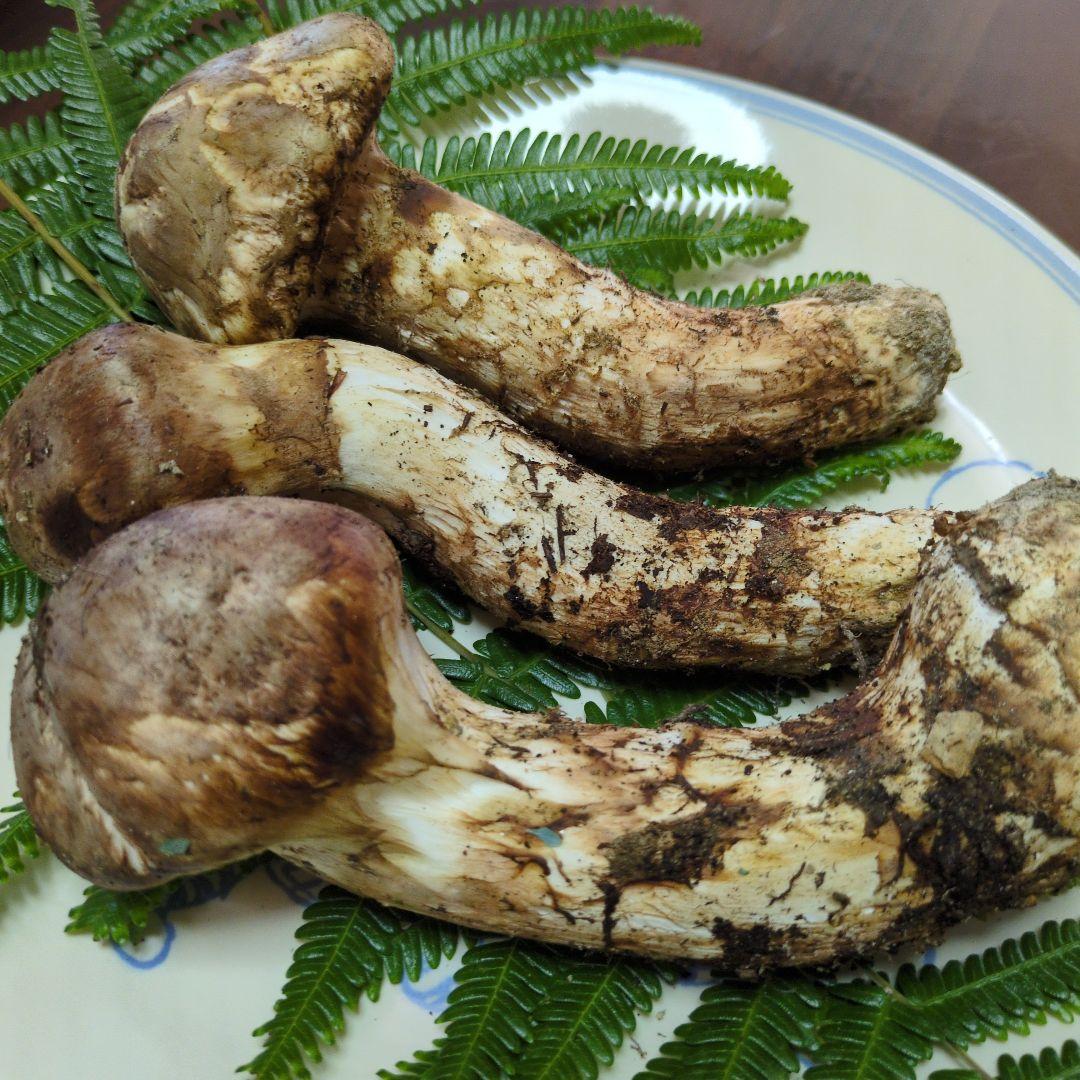 （国産）香川県塩江町産　天然松茸11/15①　259グラム