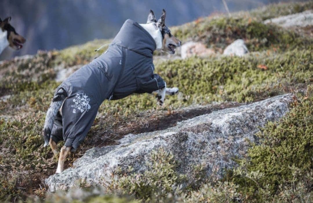 犬服　フルッタ　エクストリームオーバーオール