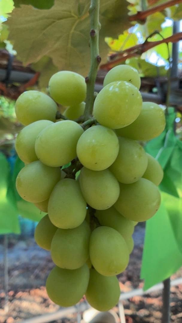 ※10/28発送※じゅんこ様⭐︎シャイン4kg4房詰め×2箱