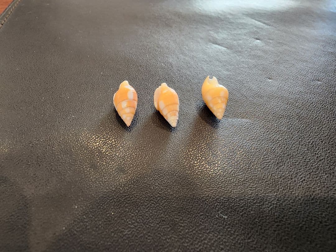 法螺貝　3cm以下