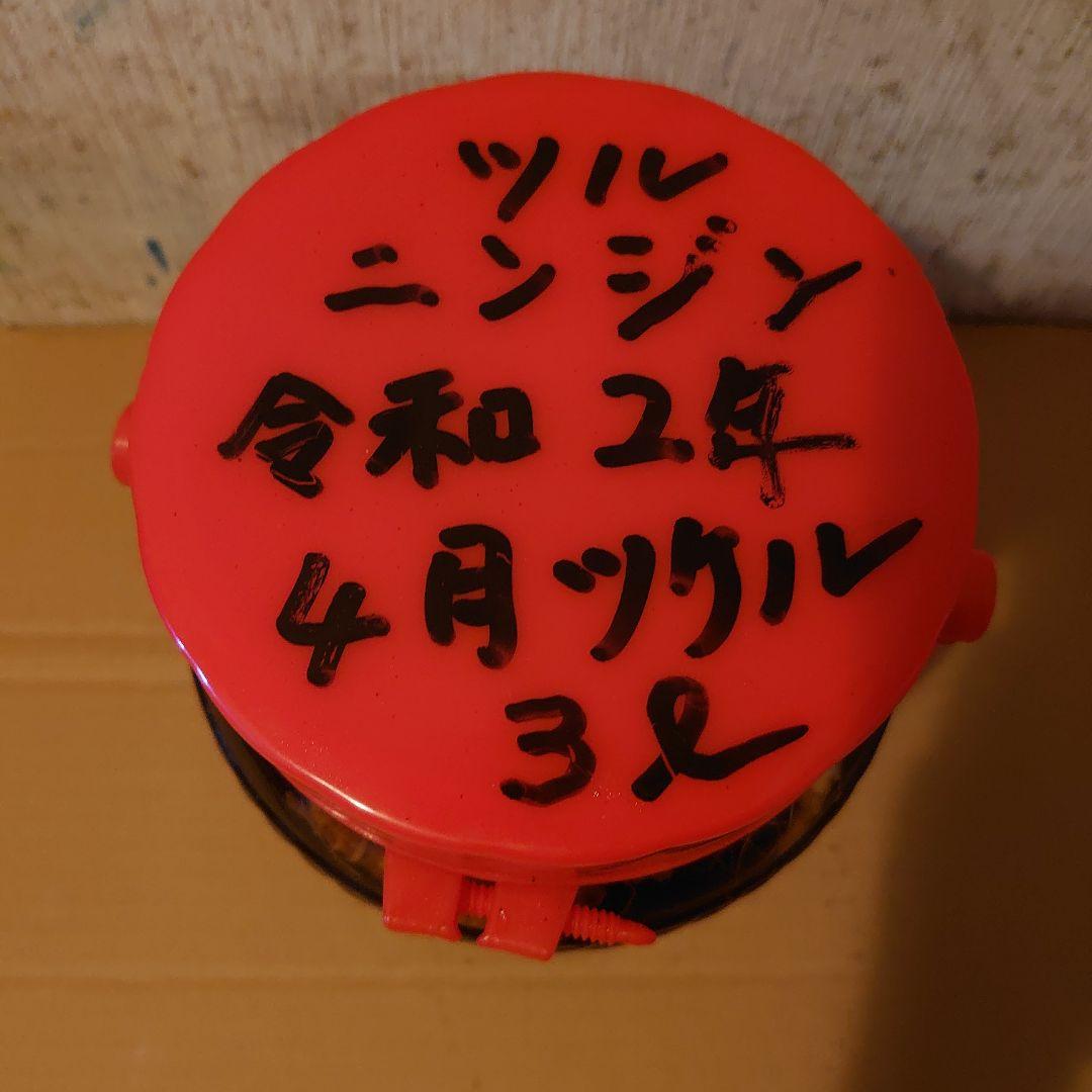 大阪府金剛山系二上山で採取りした天然物ツルニンジン酒3Ｌ入り ツルニンジン酒