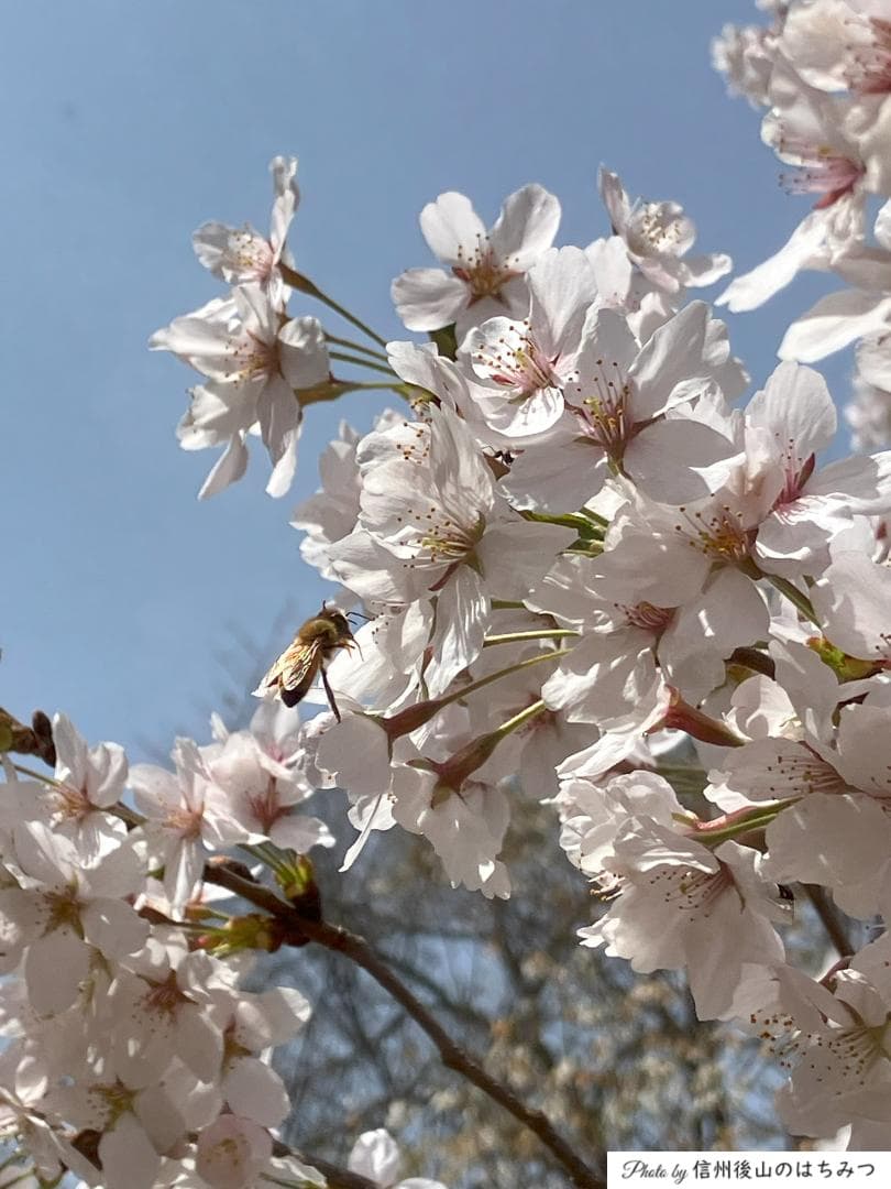 【令7新蜜】百花蜜 1000g 2本 長野県産 国産蜂蜜 生はちみつ 西洋蜜蜂