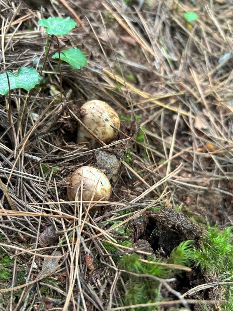 岩手県産松茸 176ｇ