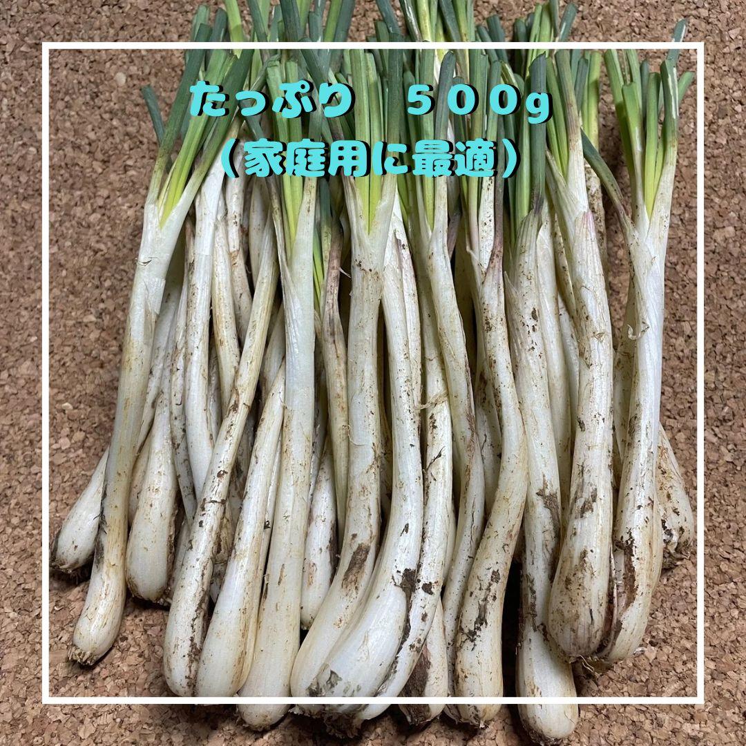 5000g 伊江島産 島らっきょう 産地直送 農家直送 送料込み