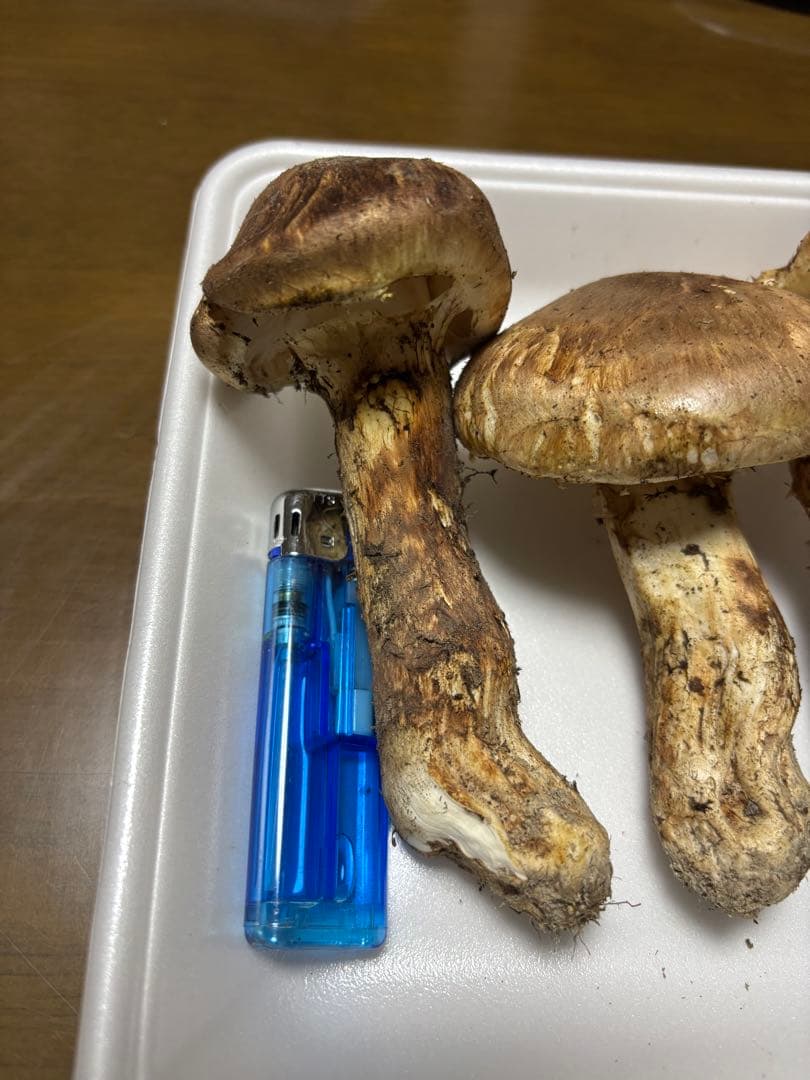 香川県産　獲れたて松茸1 3本157グラム　国産　天然物