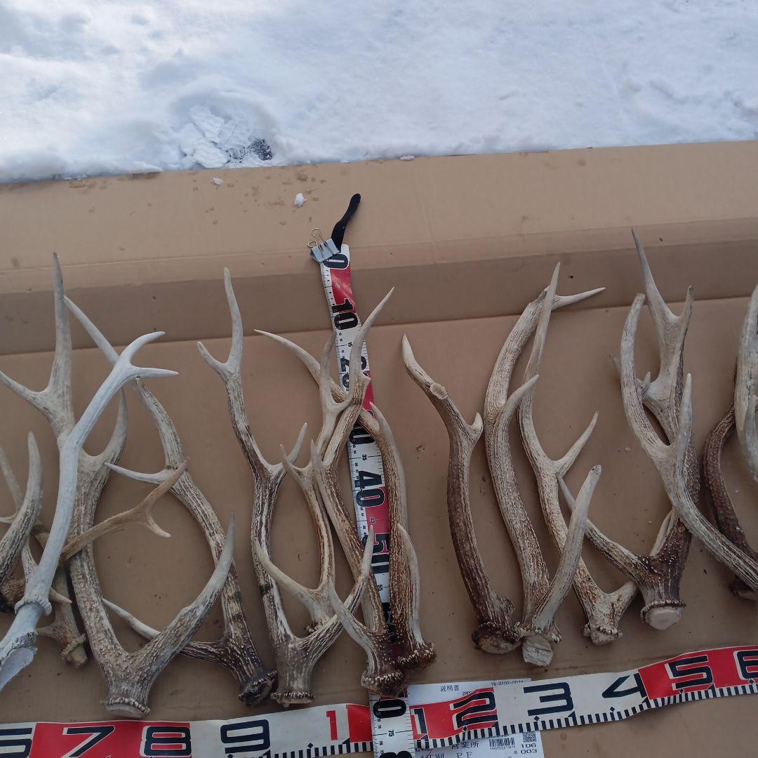 S*i様 蝦夷鹿の角、犬のおもちゃ、工芸品などに １０番